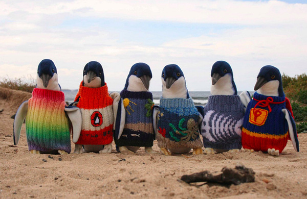 Why Little Penguins At Australia's Phillip Island Sport Stylish Sweaters