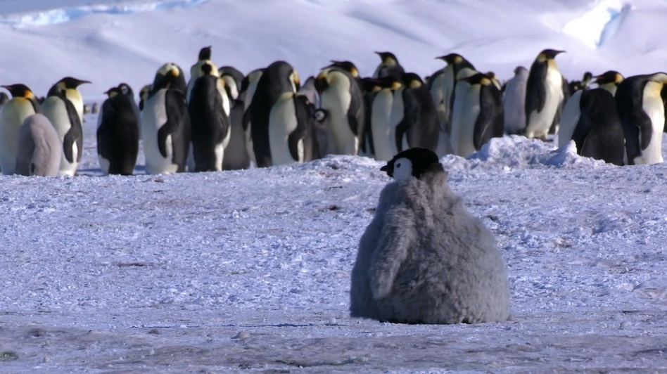 Fuzzy Baby Robots Help Researchers Get Close To Shy Emperor Penguins