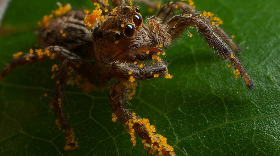 Guess What? Spiders Eat Their Greens Too!