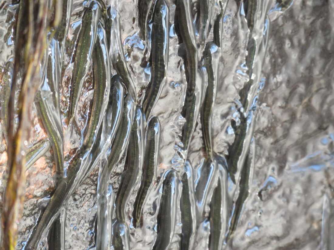 These Tiny Fish Can Climb Steep Rock Walls