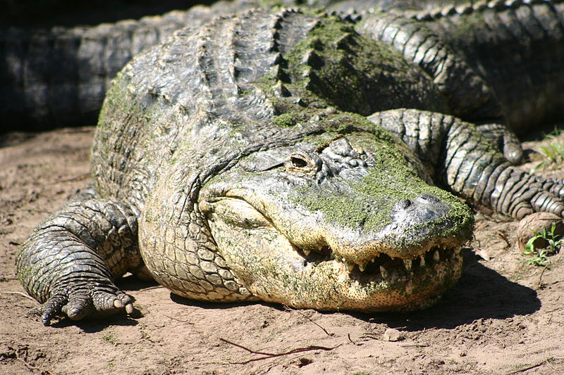 Video Of The Week - Chinese Workers Carry Thousands Of Alligators To Winter Home