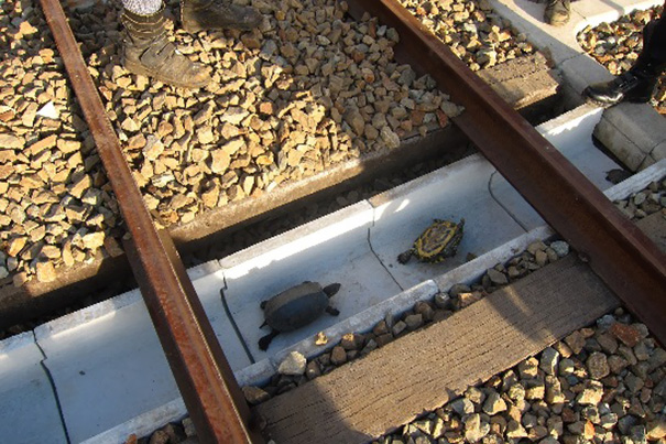 Special Tunnels Save Turtles From Train Deaths In Japan