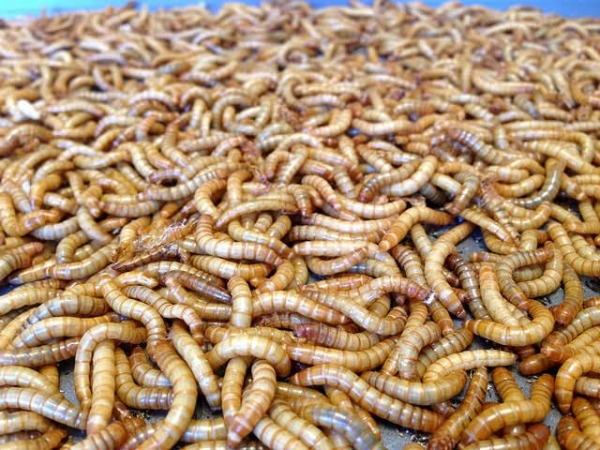 How Tiny Mealworms May Help Reduce Our Massive Plastic Pollution Problem