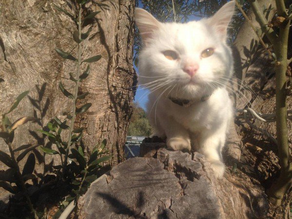 Social Media Helps Kunkush, A Lost Refugee Cat Reunite With His Family