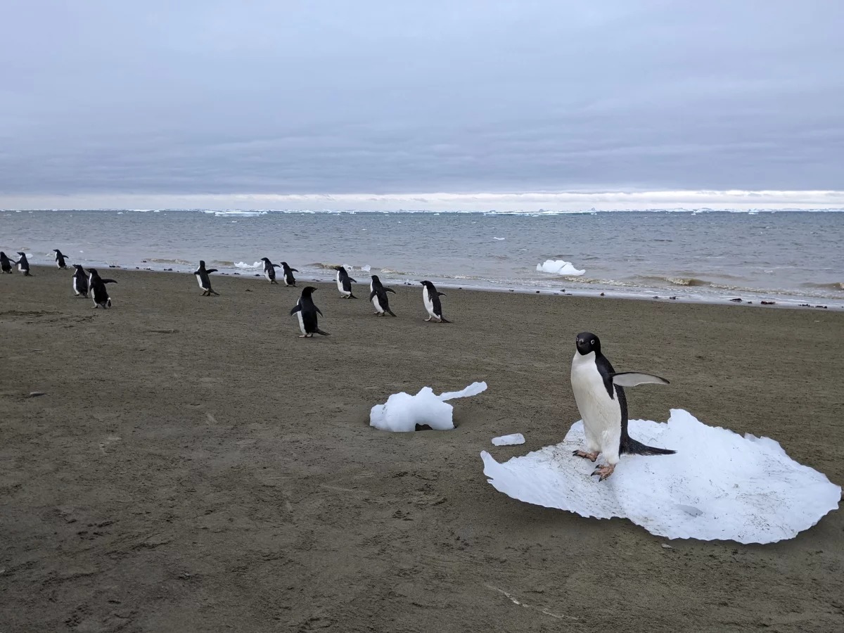 Penguin Poop May Be Playing A Surprising Role In Antarctica’s Climate