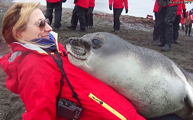 Video Of The Week - Elephant Seals Need Hugs Too!