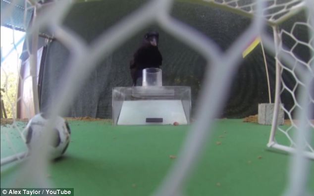 Psychic Crows Predict Argentina Will Win 2014 FIFA World Cup Final!