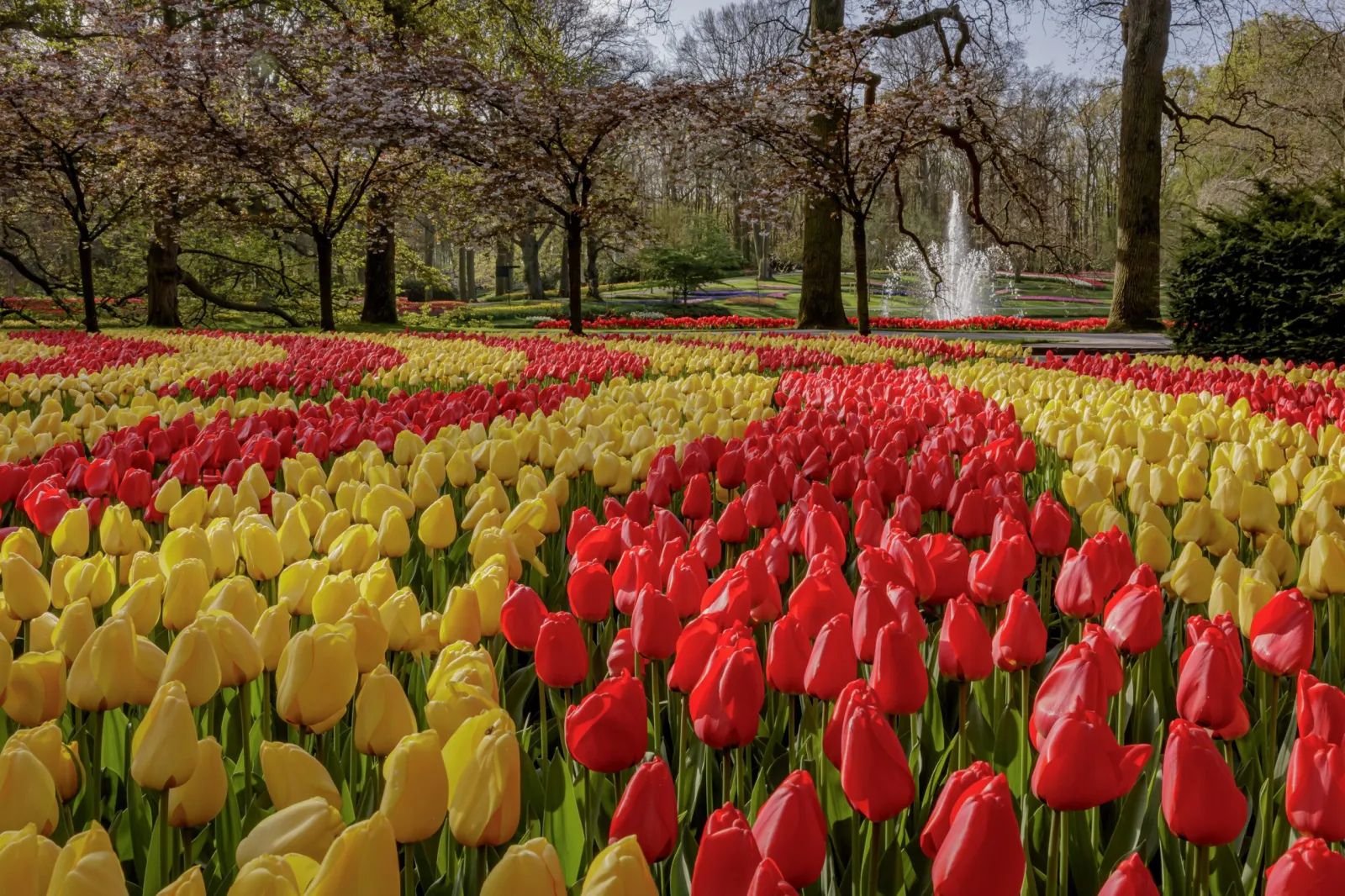 How The Netherlands Became The World's Tulip Capital