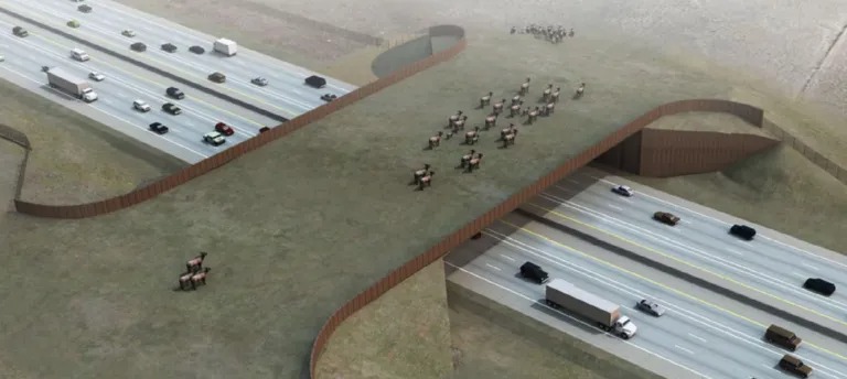 World’s Largest Wildlife Bridge Aims To Protect Animals and Drivers