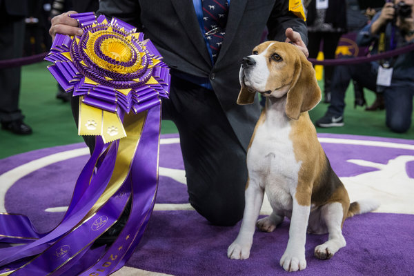 Beagle Scores Rare Win At America's Prestigious Westminster Kennel Club Dog Show