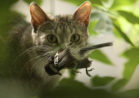 Scrunchies May Save Birds From Nature's Fiercest Predator - Your Cat!