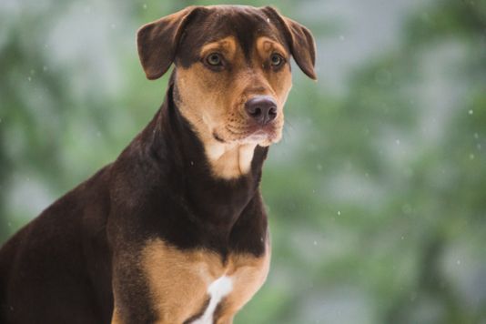 "A Dog's Way Home" Canine Star's Fascinating Journey From Landfill To Hollywood