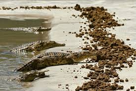 Vegetarian Crocodiles? You Better Believe It!