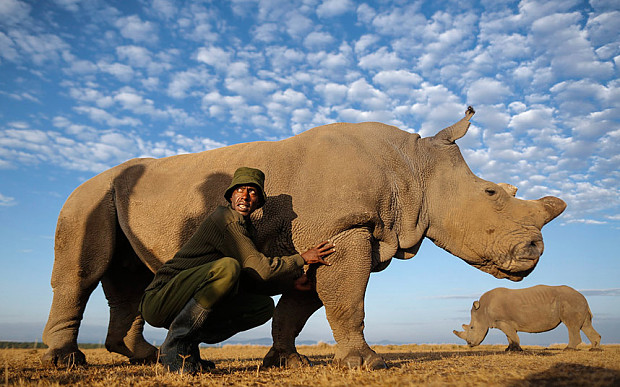 Meet Sudan, The World's Last Known Northern White Male Rhino