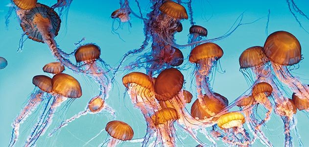 Jellyfish Are More Than Aimlessly Drifting Bags Of Gelatin