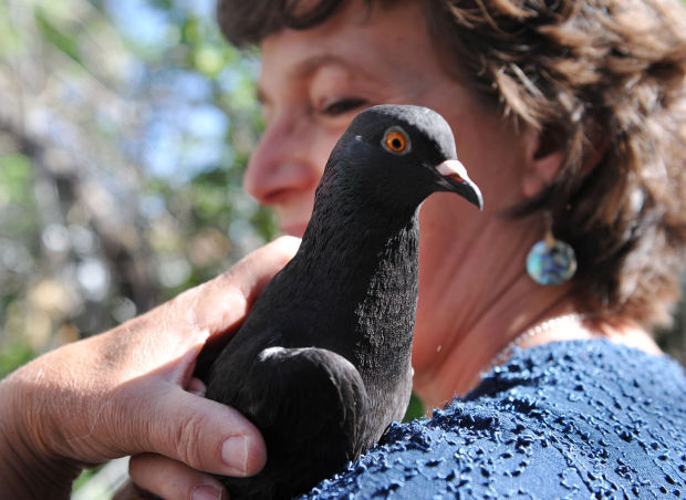 Montana Fifth-Grader's Pet Pigeon Pays Her A Visit At School