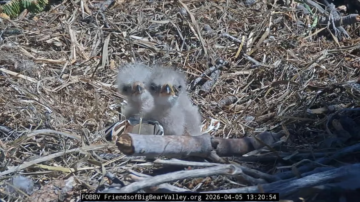 California Bald Eagles Jackie And Shadow Welcome Two Chicks