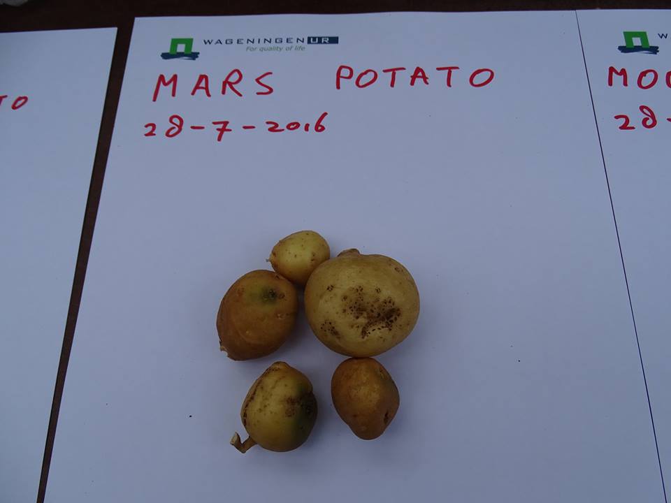 Dutch Scientists Declare "Martian" And "Lunar" Crops Safe For Earthlings