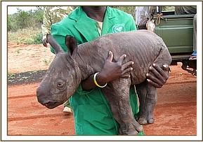 Elephant Orphanage Adopts Baby Rhino