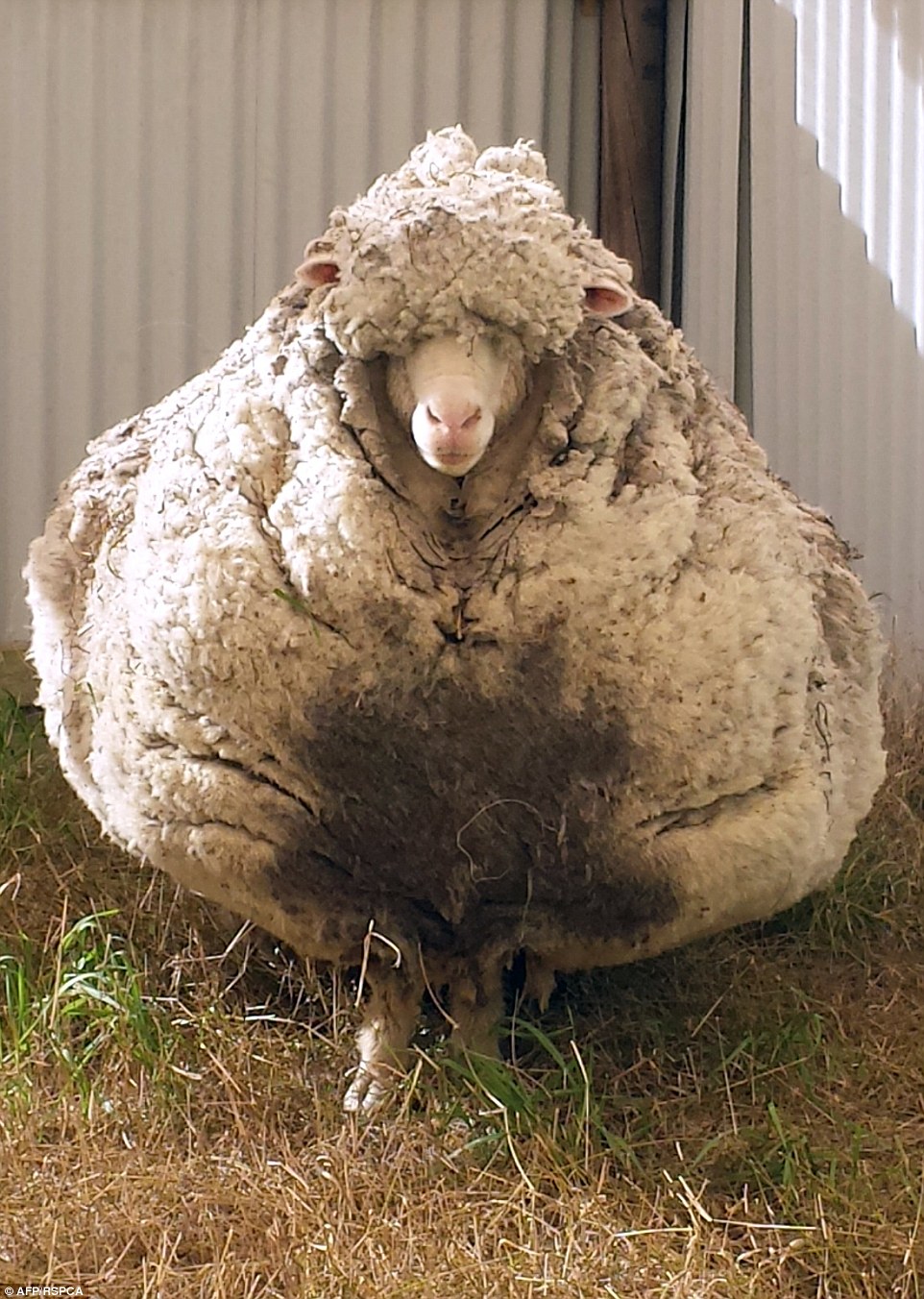 Chris, The World's Woolliest Sheep Gets A Much Needed Haircut