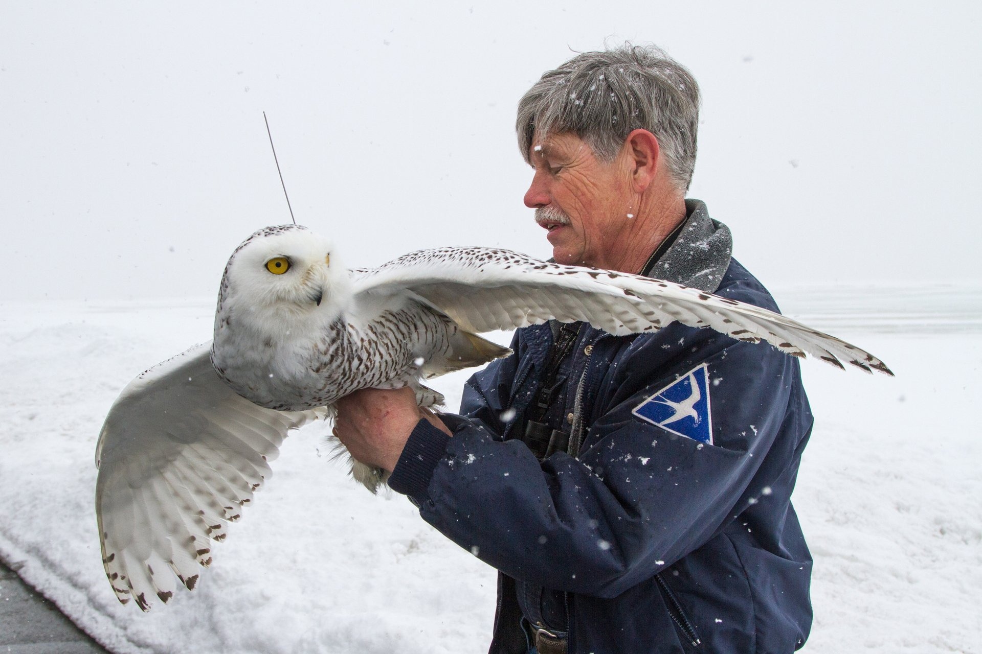 Meet Norman Smith, The Owl Whisperer Of Logan Airport