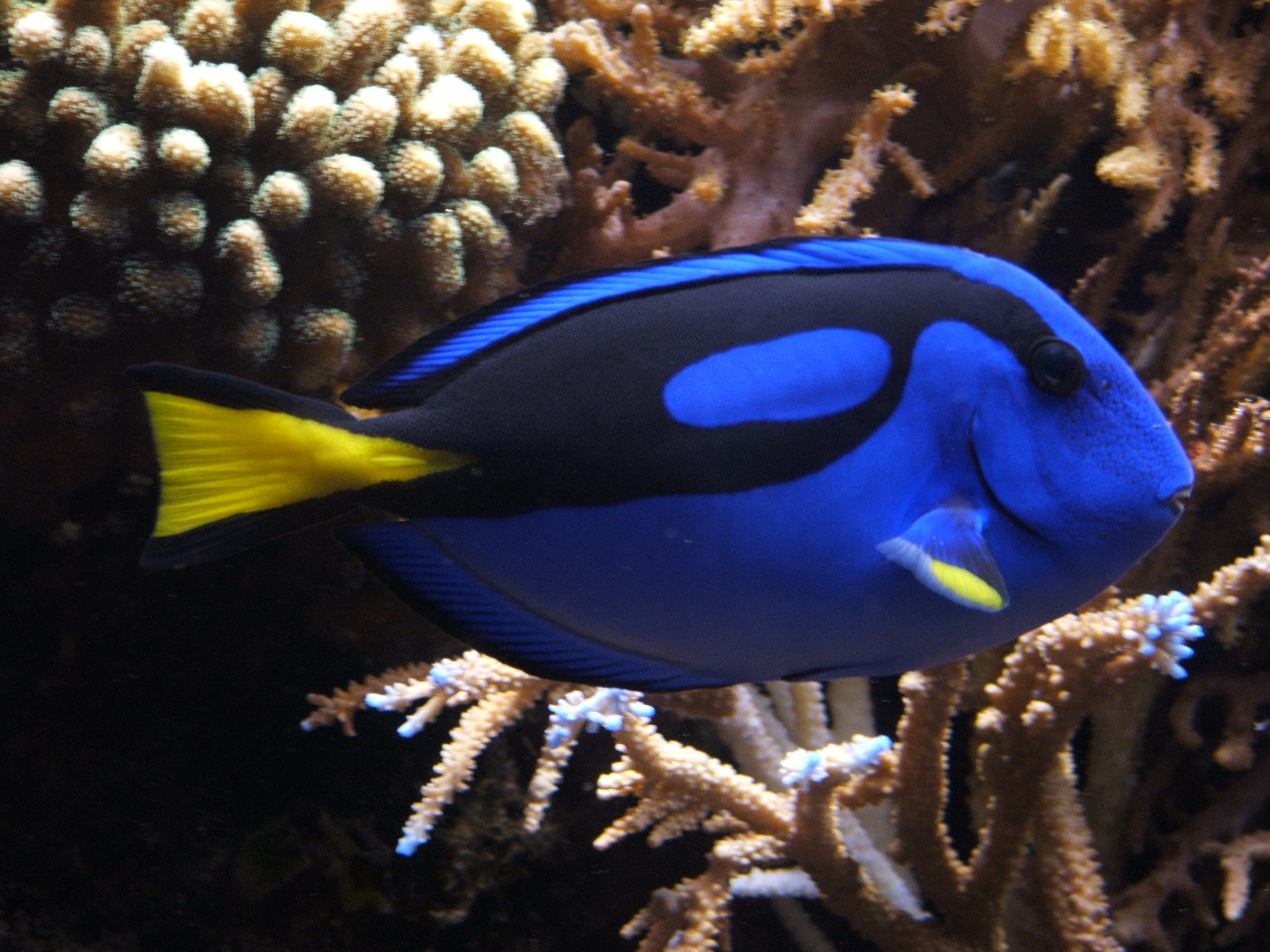 Why "Finding Dory" For Your Aquarium May Not Be A Good Idea