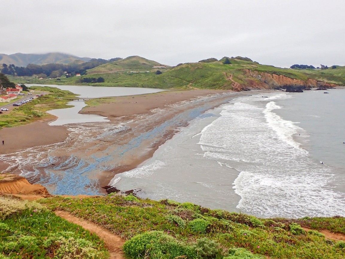 Millions Of Bright Blue "Sailors" Wash Ashore On US West Coast Beaches