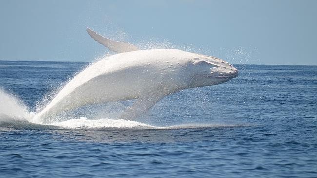 Australia's Favorite White Humpback Makes A Rare Appearance