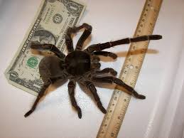 World's Biggest Spider Weighs As Much As A Newborn Puppy