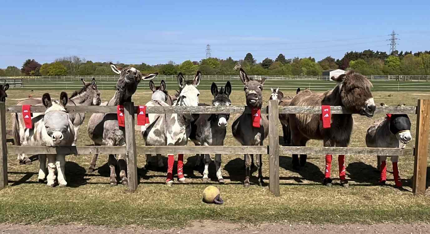 Why Rescue Animals In England Are Wearing Soccer Socks
