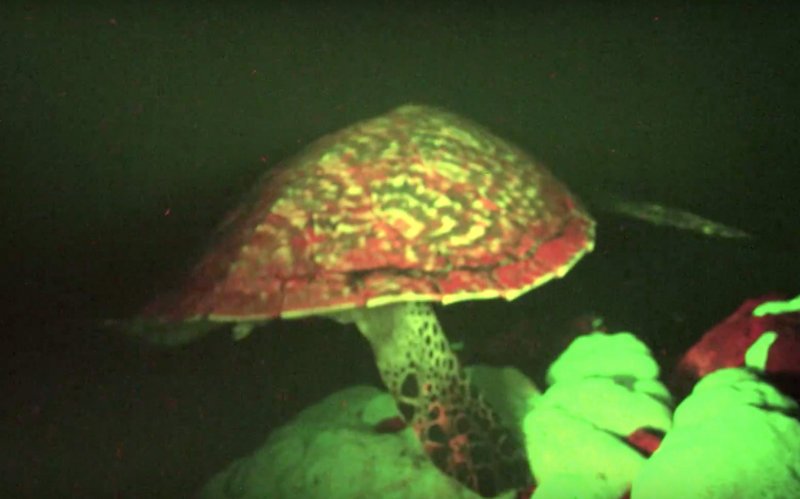 This 'Glowing' Sea Turtle Is The World's First Known Biofluorescent Reptile