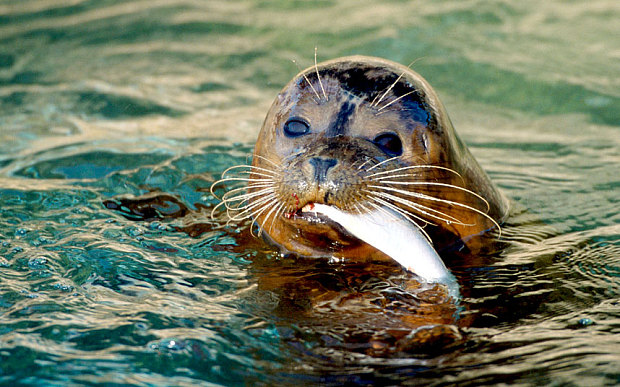 Crafty Seals Seek Follow Tracking Device Signals To Catch Fish
