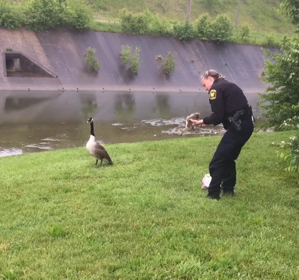 Smart Mother Goose Asks Police Officer To Help Free Her Entangled Gosling