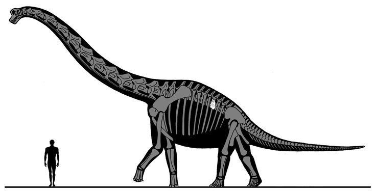 Student discovers new dinosaur species