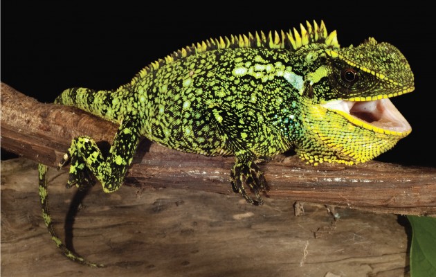 Researchers Unveil Three New Species Of Colorful 'Miniature Dragons'