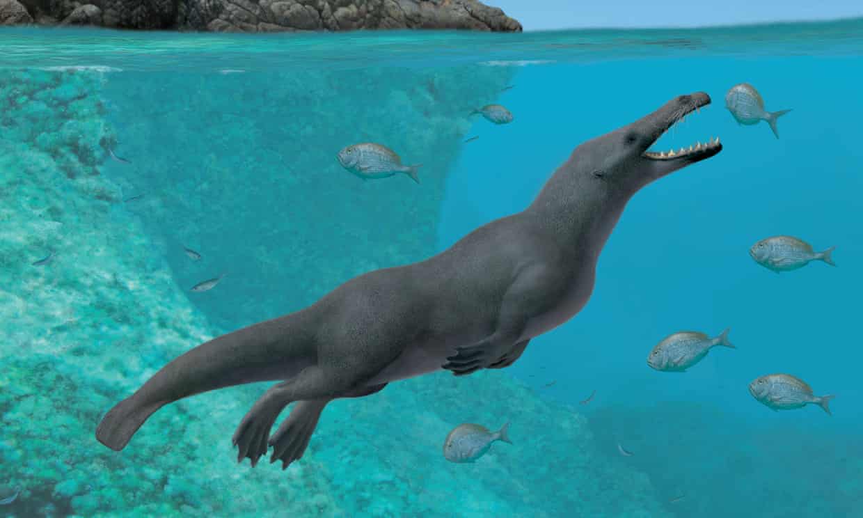Remains Of Four-Legged Whale That Walked On Land Found in Peru
