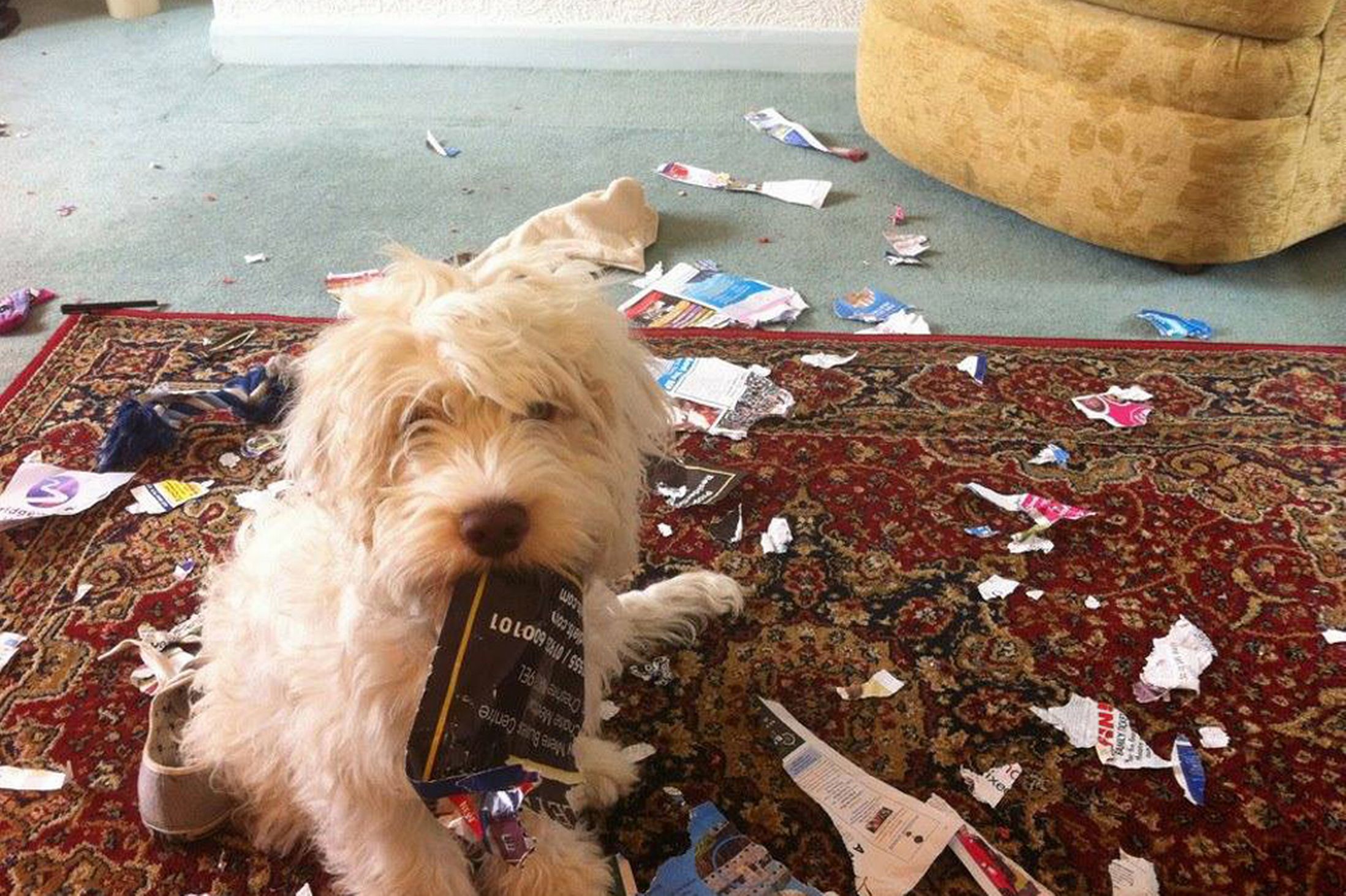 Video Of The Week - British Competition Honors Naughty Pets