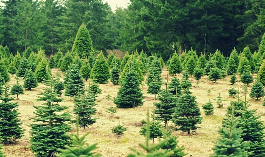 A Perfect Holiday Ending!