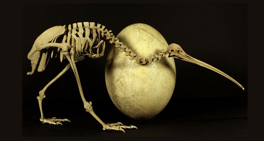 The Tiny Kiwi Bird's Colossal Cousin