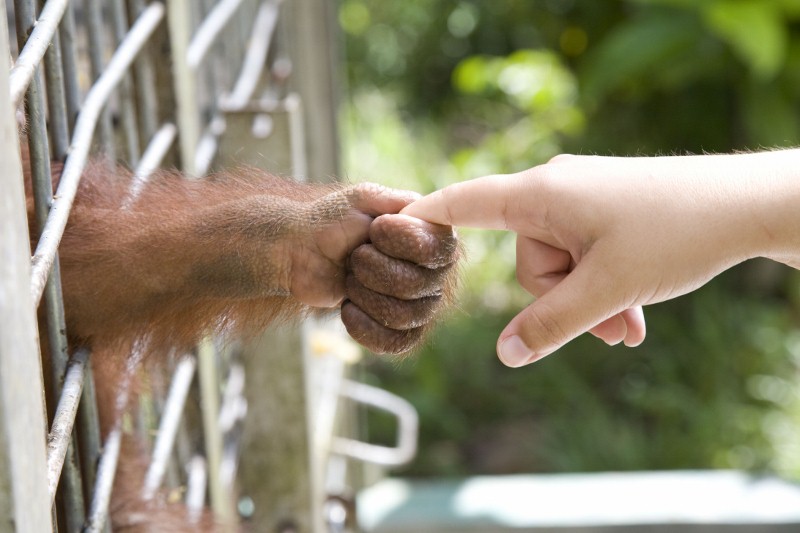 Will This Palm Oil Alternative Save Orangutans From Extinction?