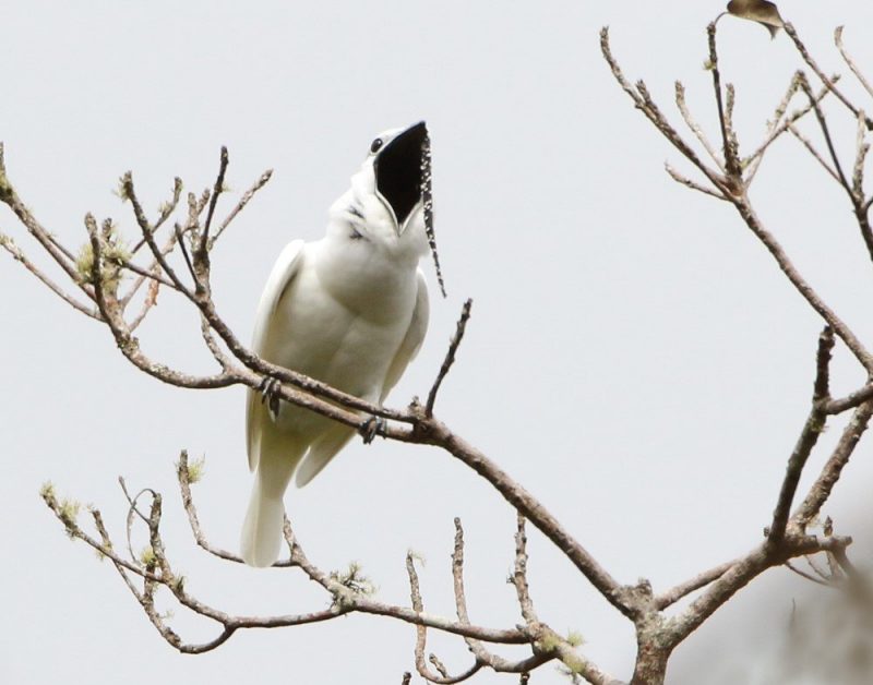 The Amazon's White Bellbirds Shatter Record For World's Loudest Bird "Song"