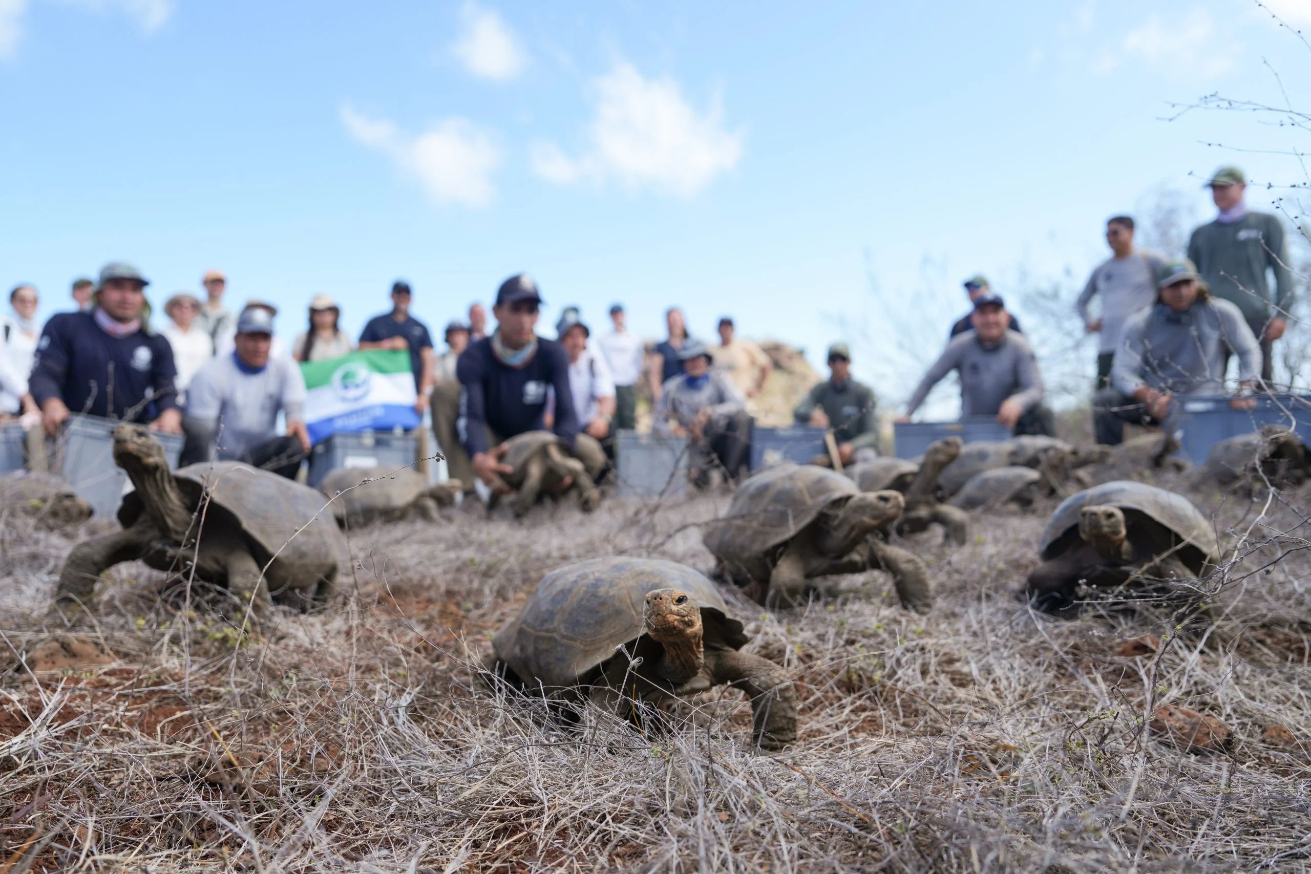 Giant Tortoises Return To Galápagos Island After Centuries