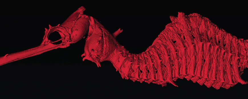 Scientists Discover Spectacular Ruby-Red Seadragon