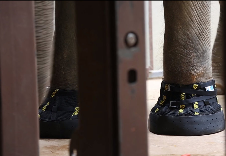 Why National Zoo's Resident Elephant Shanthi Is Wearing Stylish Teva Boots