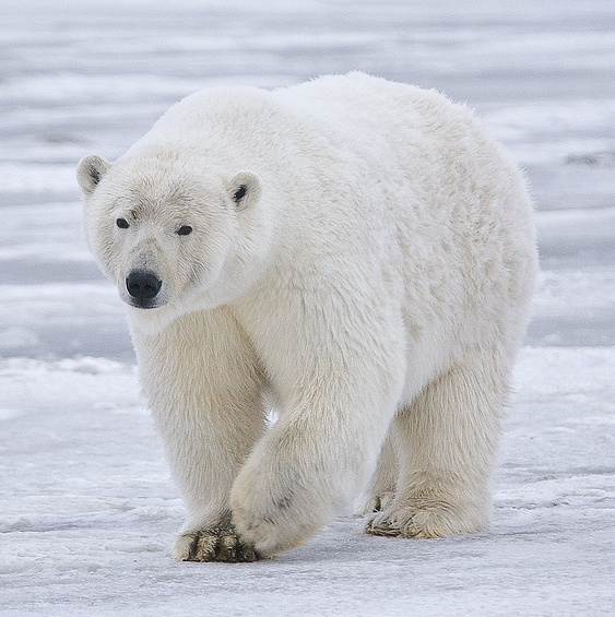 Celebrate International Polar Bear Day With Nora, Columbus Zoo's Adorable Polar Bear Cub