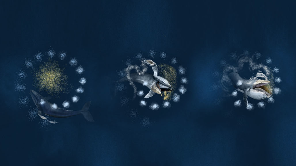 Watch Stunning Video Of Humpback Whales Blowing "Bubble Nets" To Snare Prey