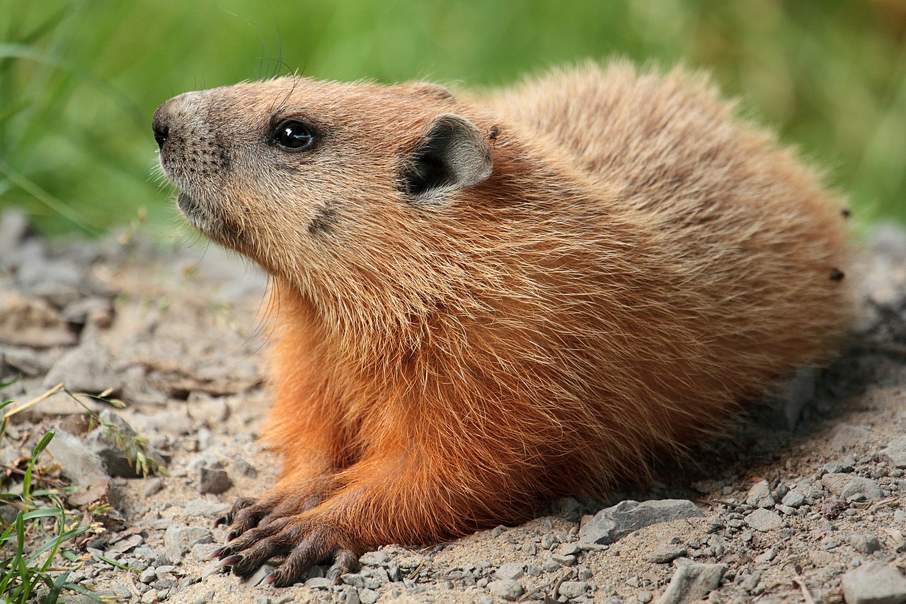 Punxsutawney Phil Predicts An Extended Winter