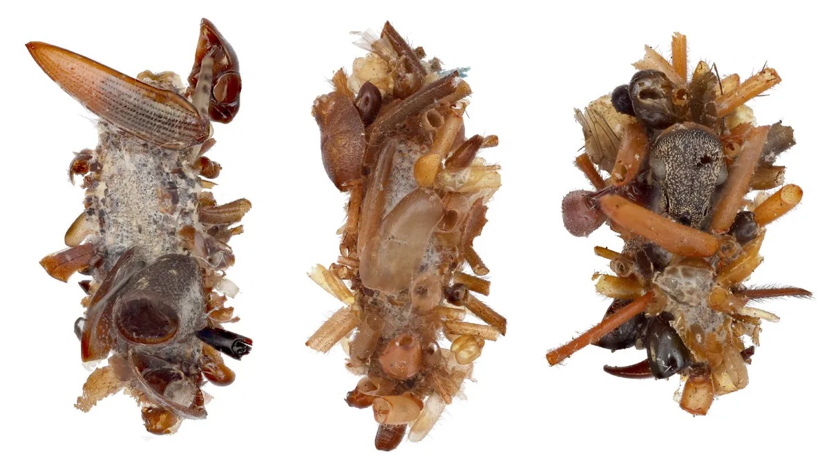 Carnivorous Caterpillar Disguises Itself With Dead Insect Body Parts