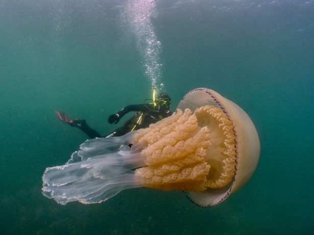 Massive Barrel Jellyfish Caught On Camera Off English Coast