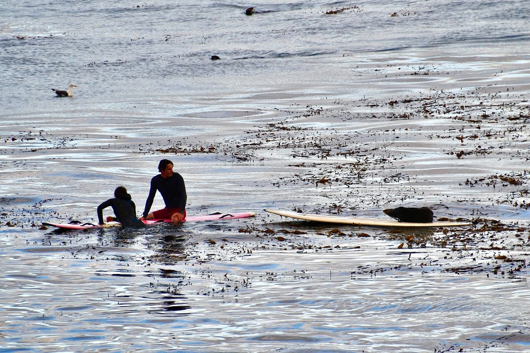 Playful Otter Is Stealing Surfboards In California